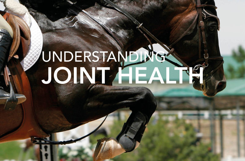 Understanding Joint Health - Equine Science Matters™